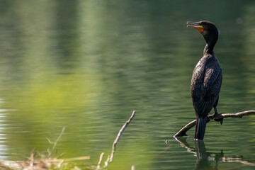 Great cormorant