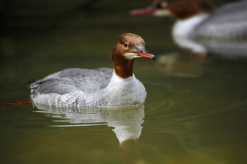 The scaly-sided merganser or Chinese merganser. Mergus squamatus