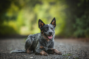 Australian Cattle Dog, amazing photo of dog