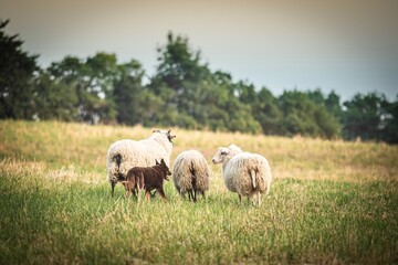 Australian kelpie dog and sheep in the field