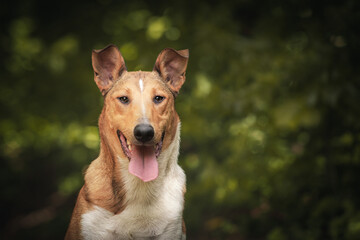 Fototapeta premium Shorthaired Collie Dog detail of head