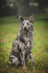 Obraz premium Mudi Dog Breed, amazing photo of dog