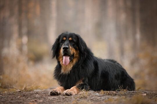 amazing portrait Hovawart dog black and tan color 