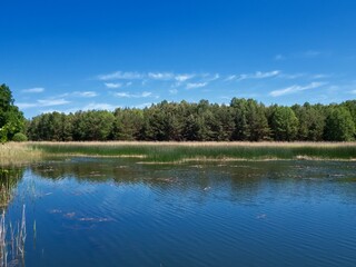 Fototapeta na wymiar View of the pond, greenery on the banks. Clear day, blue sky.