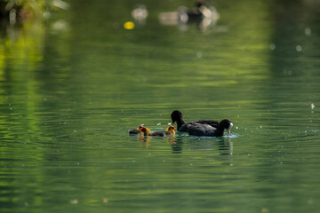 Eurasian coot