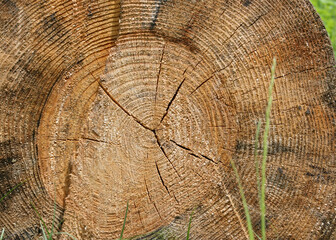 Fototapeta premium Wood texture