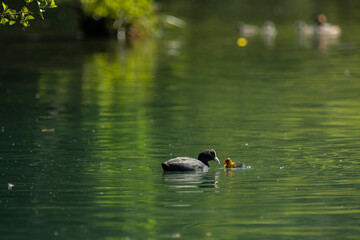 Eurasian coot