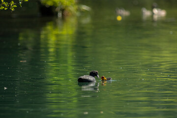 Eurasian coot
