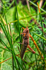 criquet dans les herbes, gros plan, macro