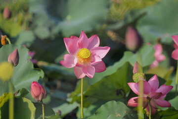 Pink lotus flowers bloom in summer in Tra Ly, Duy Xuyen, Quang Nam (Vietnam)