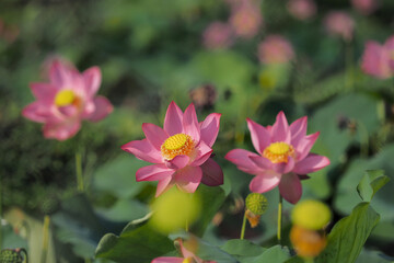 Pink lotus flowers bloom in summer in Tra Ly, Duy Xuyen, Quang Nam (Vietnam)