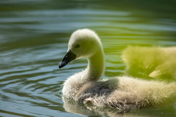 Swan
