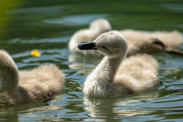 Swan
