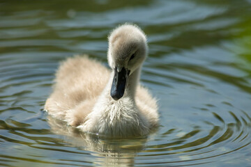 Swan