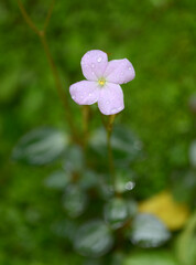 Obraz premium アルスロステンマ・パルヴィフォリウム