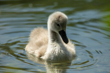 Swan