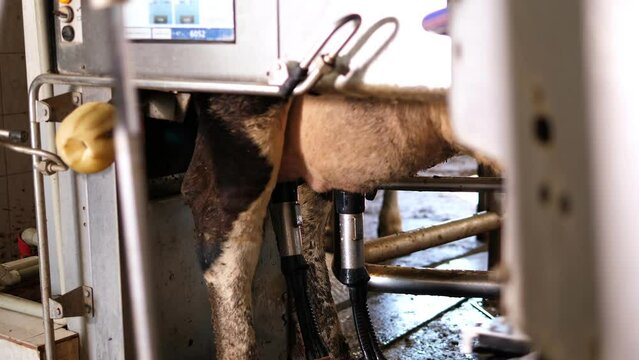 Close-up of the operation of an automated milking machine on a dairy farm, suckers on the udder of a cow suck milk. Automatic robot manipulator for milking cows on a dairy farm of cattle.