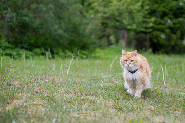 orange-red cat with a white collar sits in a green meadow with blooming dandelions and green trees in the background on a warm summer day.
