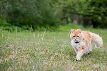 Naklejka na ściany i meble orange-red cat with a white collar walks in a green meadow with blooming dandelions and green trees in the background on a warm summer day.