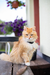 orange cat sits on a wooden arbor in the warm summer sun and looks into the camera. colorful flowers blooming in the background.