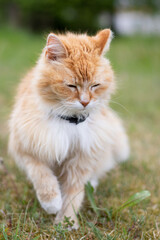 close-up portrait of an orange and white-collared cat with closed eyes in a green meadow with blooming dandelions and a blurred bokeh background on a warm summer day.