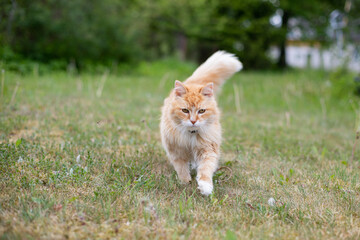 orange-red cat with a white collar walks in a green meadow with blooming dandelions and green trees in the background on a warm summer day.