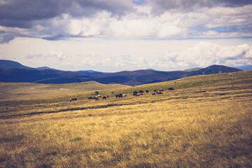 Fototapeta premium autumn in the mountains