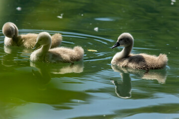 Swan