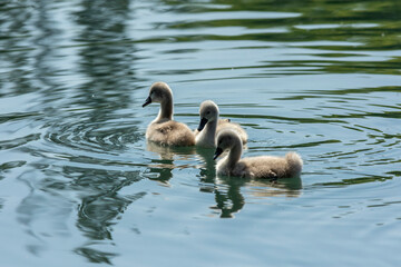 Swan