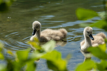 Swan