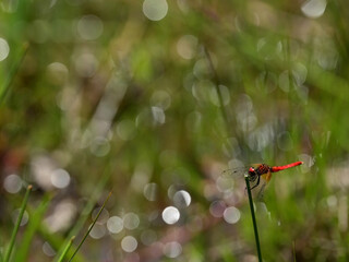 Scarlet dwarf is the smallest dragonfly, with a wingspan of only 20 mm.