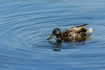 Mallard