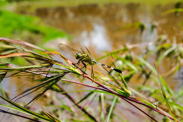 a photo of a dragonfly on a leaf in the middle of a rice field
