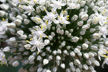 close up of white flowers, Blossoming Flavors: Exploring the Delicate Beauty of Chive Flowers