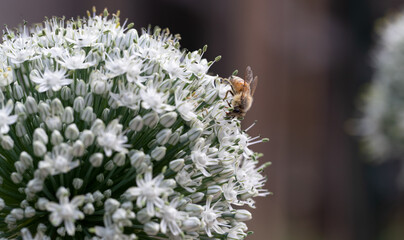 bee on a flower, Bee Feasting on Chive Blossom