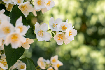 Branch of mock-orange (Philadelphus) shrub with blooming whitw flowers on sunny summer day