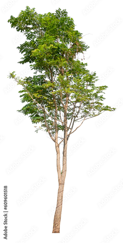 Poster transparent png tree removed original background