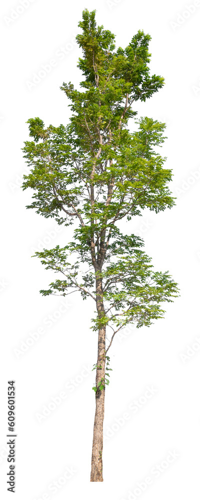 Poster transparent png tree removed original background