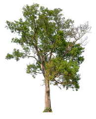 Fototapeta premium transparent PNG tree removed original background