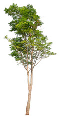Fototapeta premium transparent PNG tree removed original background