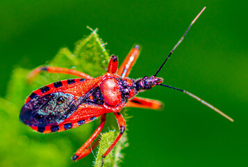 Macro of black and red assassin bug (Rhynocoris iracundus). Red Assassin bug on a leaf. Cimice...