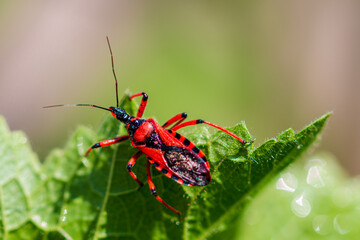 Macro of black and red assassin bug (Rhynocoris iracundus). Red Assassin bug on a leaf. Cimice...