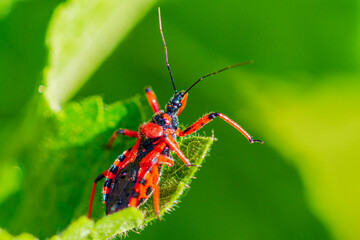 Macro of black and red assassin bug (Rhynocoris iracundus). Red Assassin bug on a leaf. Cimice assassina, (Rote Mordwanze) Raubwanze (Reduviidae)