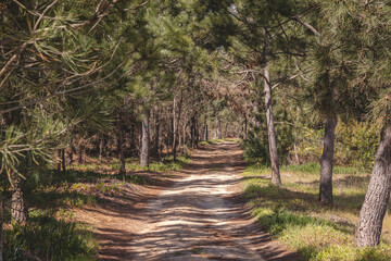 Dirt road through a typical dry Portuguese forest in the southwest of the country. Sandy ground trying to find a drop of water. Wandering of Fisherman Trail