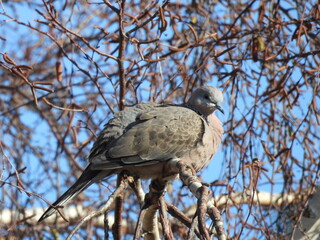 Bird against a blue sky