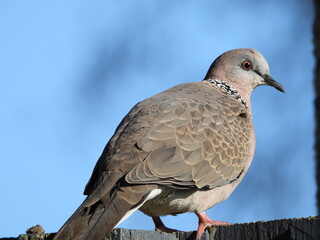 Bird against a blue sky