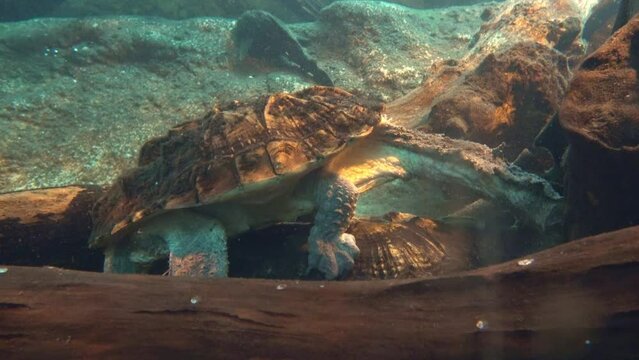 Alligator snapping turtle in an aquarium