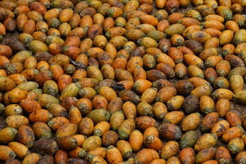 Puwak Betel Nut Tree Areca catechu in Sri Lanka.