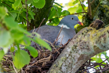 Grey Pigeon or dove in a nest up a tree between green leaves