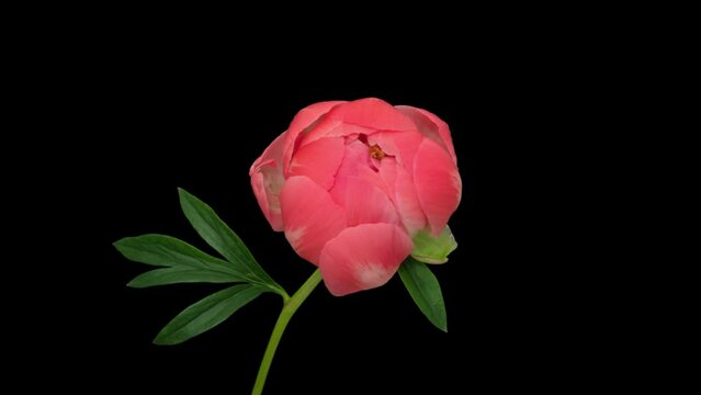 Timelapse opening peony flower on black